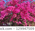 Huge pink bougainvillea vine flowers 129947509
