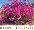 Huge pink bougainvillea vine flowers 129947511