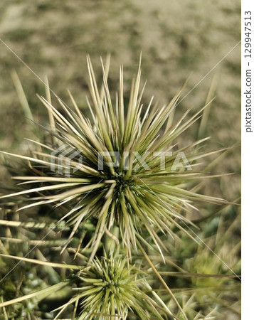 Picture of Echinops spiny ball 129947513