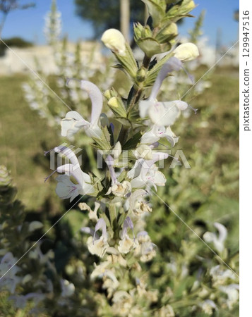 blooming Salvia with purple flowers 129947516