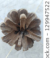 Dry brown pine cone picture 129947522