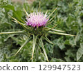 milk thistle flower side view 129947523
