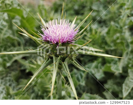 milk thistle flower side view milk thistle flower side view 129947523