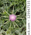 milk thistle plant pink flower 129947535