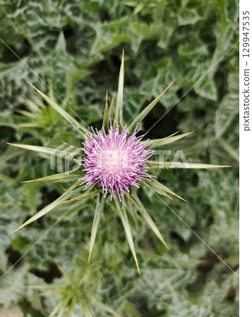 milk thistle plant pink flower 129947535