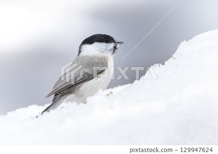 Hashibutogara Sapporo City 129947624