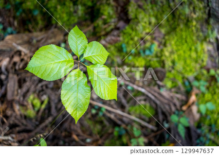 山上美麗的樹葉 129947637