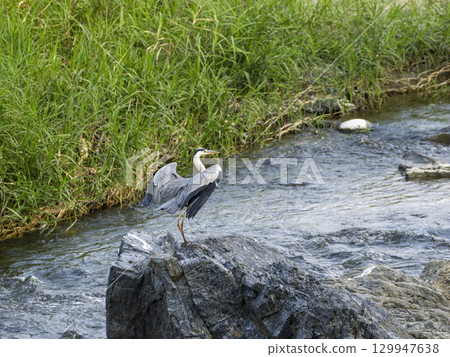 A grey heron alighting on a river rock 129947638