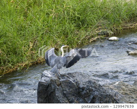 A grey heron alighting on a river rock 129947639