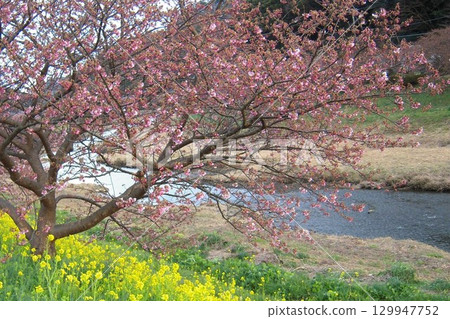 寧靜的春日景色，油菜花、河津櫻花和河流 129947752