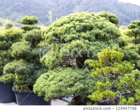 松樹盆景 129947786