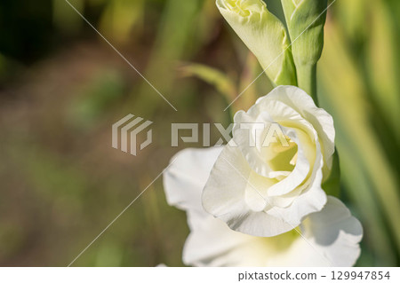 White gladiolus flowers in the morning sun White gladiolus flowers in the morning sun 129947854