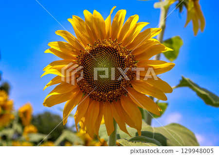 Sunflowers blooming towards the blue sky Sunflowers blooming towards the blue sky 129948005