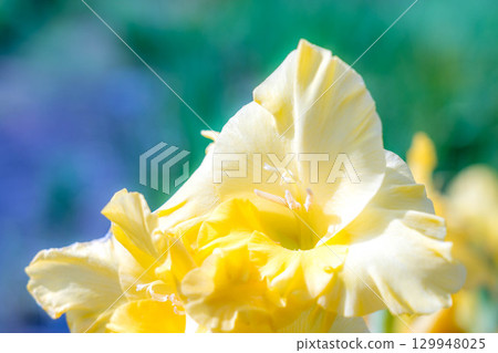 黃色的唐菖蒲花在清晨的陽光下閃閃發光 黃色的唐菖蒲花在清晨的陽光下閃閃發光 129948025