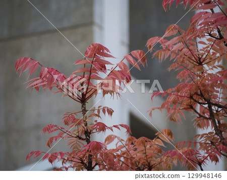 粉紅色的葉子,Chanchin 的新芽 粉紅色的葉子,Chanchin 的新芽 129948146