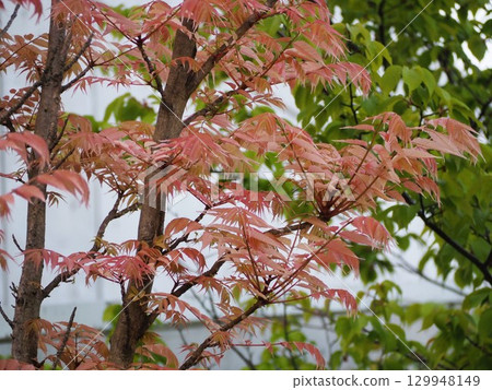 粉紅色的葉子,Chanchin 的新芽 粉紅色的葉子,Chanchin 的新芽 129948149