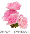 Pink carnation close-up in front of a transparent background Pink carnation close-up in front of a transparent background 129948220