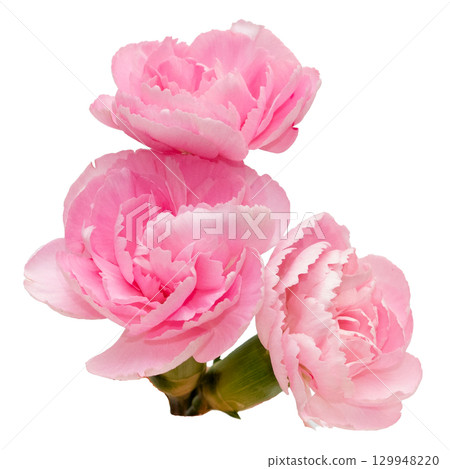 透明背景前粉紅康乃馨的特寫 129948220