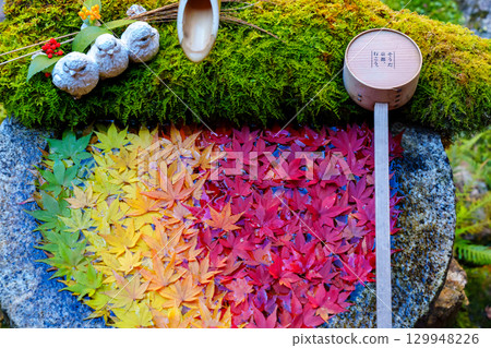 Gradation of autumn leaves floating in a Tsukubai 129948226