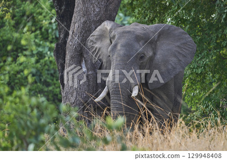African Elephant in South Luangwa National Park 129948408