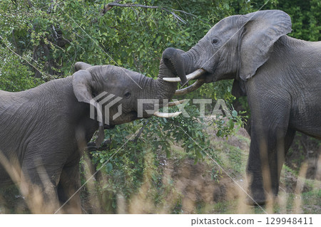 African Elephant in South Luangwa National Park 129948411