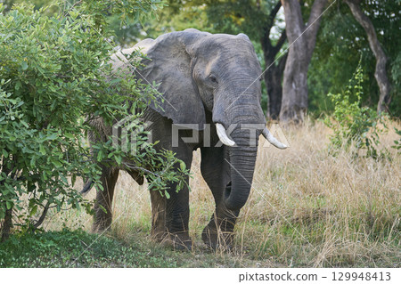 African Elephant in South Luangwa National Park 129948413