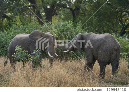 African Elephant in South Luangwa National Park African Elephant in South Luangwa National Park 129948418