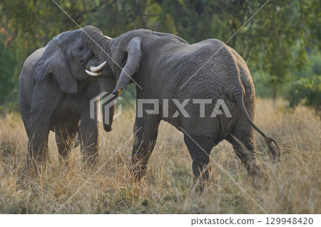 African Elephant in South Luangwa National Park African Elephant in South Luangwa National Park 129948420