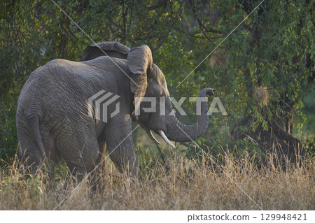 African Elephant in South Luangwa National Park 129948421