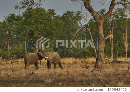 African Elephant in South Luangwa National Park 129948422