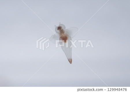 海仙子克莉奧涅 海仙子克莉奧涅 129948476