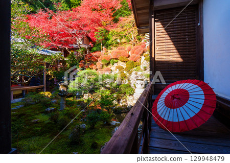 花園裡的紅色日本雨傘和秋葉 花園裡的紅色日本雨傘和秋葉 129948479