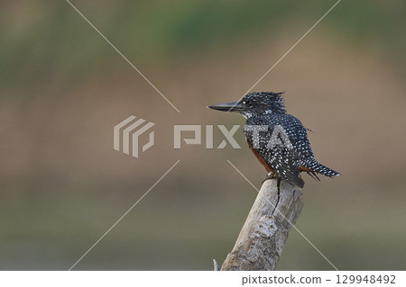 Giant Kingfisher Giant Kingfisher 129948492