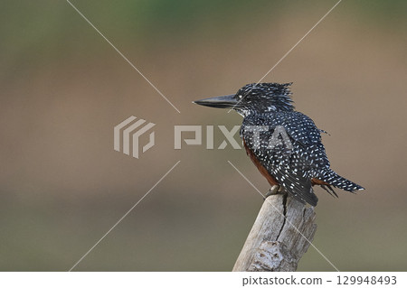 Giant Kingfisher Giant Kingfisher 129948493