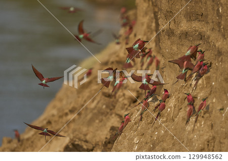 Colony of Southern Carmine Bee-eater 129948562