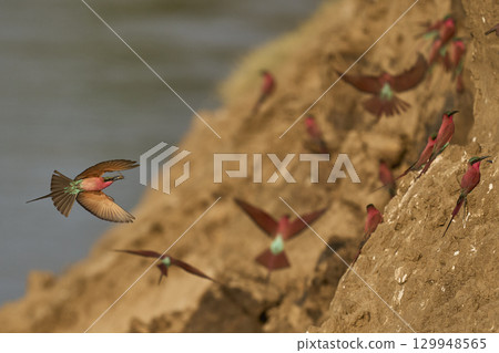 Colony of Southern Carmine Bee-eater Colony of Southern Carmine Bee-eater 129948565