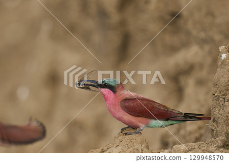 Colony of Southern Carmine Bee-eater 129948570