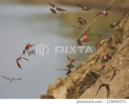 Colony of Southern Carmine Bee-eater Colony of Southern Carmine Bee-eater 129948571