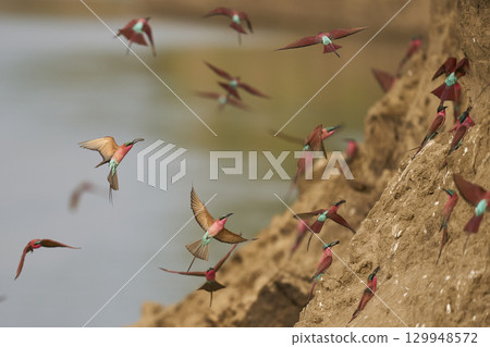Colony of Southern Carmine Bee-eater Colony of Southern Carmine Bee-eater 129948572