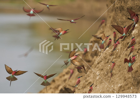 Colony of Southern Carmine Bee-eater 129948573