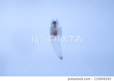 Sea fairy Clione 129948585