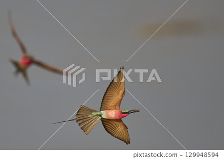 Southern Carmine Bee-eater in flight hunting insects 129948594
