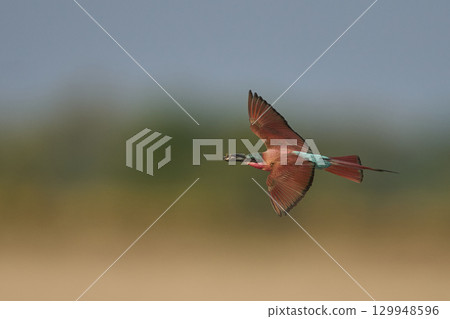 Southern Carmine Bee-eater in flight hunting insects Southern Carmine Bee-eater in flight hunting insects 129948596
