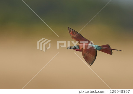 Southern Carmine Bee-eater in flight hunting insects Southern Carmine Bee-eater in flight hunting insects 129948597