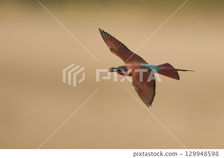Southern Carmine Bee-eater in flight hunting insects 129948598