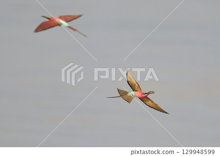 Southern Carmine Bee-eater in flight hunting insects 129948599