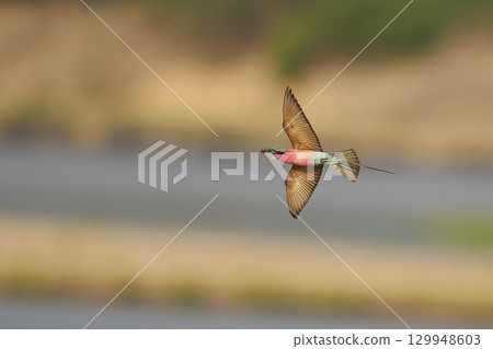 Southern Carmine Bee-eater in flight hunting insects 129948603