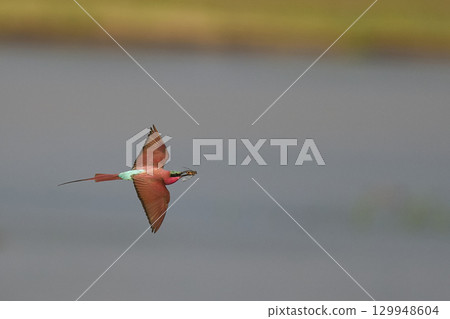 Southern Carmine Bee-eater in flight hunting insects Southern Carmine Bee-eater in flight hunting insects 129948604