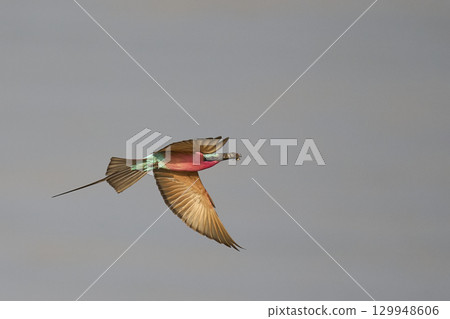 Southern Carmine Bee-eater in flight hunting insects Southern Carmine Bee-eater in flight hunting insects 129948606