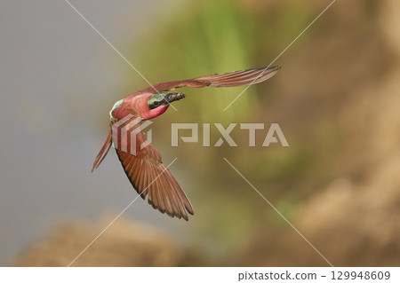 Southern Carmine Bee-eater in flight hunting insects Southern Carmine Bee-eater in flight hunting insects 129948609